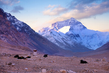 Yaks in the Tibetan plateau in a brown valley surrounding Mount Everest, against a cold colorful...