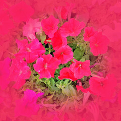 red aster flowers top view closeup with vignetting filter background