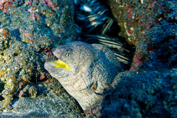 Yellowmouth moray and striped eel catfish