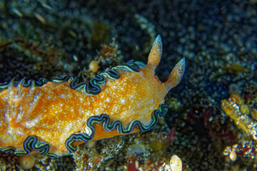 Glossodoris cincta