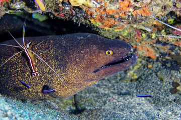 Yellow-edged moray and cleaner shrimp