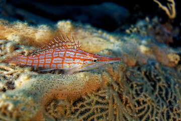 Longnose hawkfish
