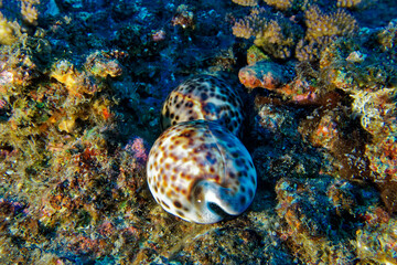 Tiger cowrie