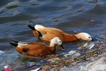 Hungry duck birds in search of food among the garbage in the pond.Human waste pollution in nature.