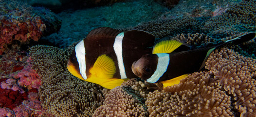 Fototapeta na wymiar Mauritian anemonefish