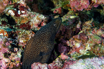 Turkey moray 