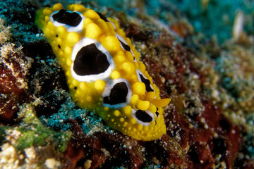 Phyllidia multituberculata