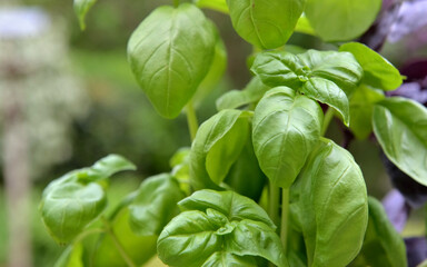 close on freshness green  leaf of basil growing in garden