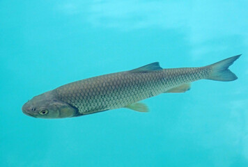 Fisch im klaren Wasser