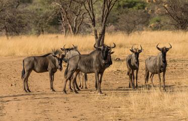 Fototapeta na wymiar Wildebeests standing a small group in the savannah