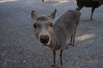 A local Japan deers in nara park, Nara prefecture, Japan, world heritage