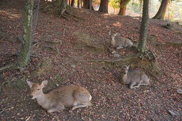A local Japan deers in nara park, Nara prefecture, Japan, world heritage