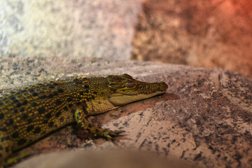 Baby Alligator resting on a log