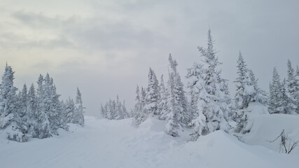 Naklejka premium Outdoor panorama shot of two young fir trees in thick snow at the edge of a forest, for the perfect Christmas mood.