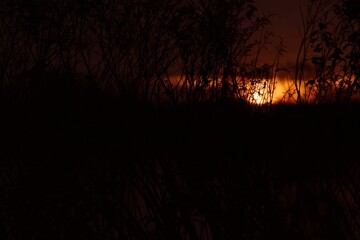 Wschód słońca nad Wisłą w okolicy Sandomierza, brzask wśród traw i nawłoci