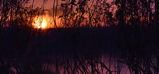 Wschód słońca nad Wisłą w okolicy Sandomierza, złocisty świt nad wodą  wśród traw - obrazy, fototapety, plakaty