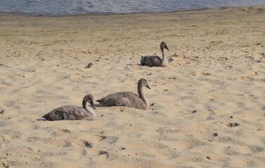 Młode łabędzie na plazy © Jacek