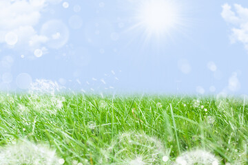 Obraz premium Dandelions on green grass in spring nature against the background of the summer blue sky.