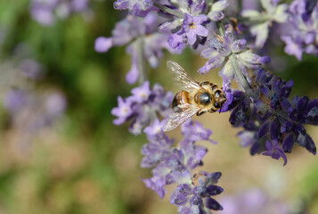 Eine Bine auf einer Lavendel Blüte
