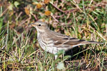 Wiesenpieper (Anthus pratensis) im Neeracherried