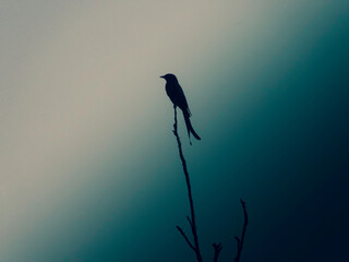 silhouette of a bird