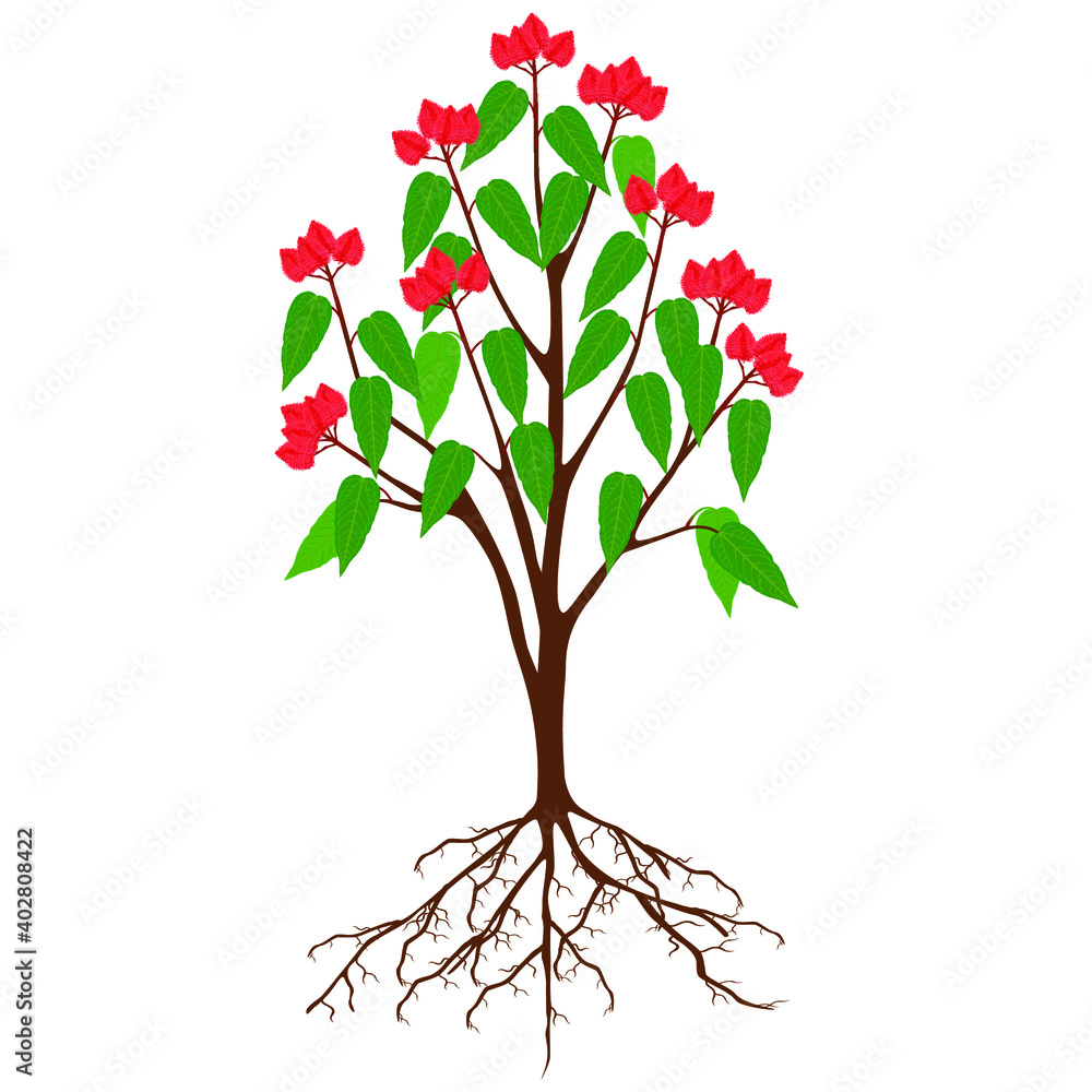 Wall mural bixa orellana or anatto tree with fruits on a white background.
