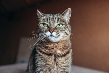 Funny portrait arrogant short-haired domestic tabby cat relaxing at home indoors. Little kitten...
