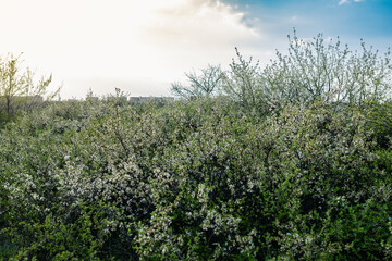 Wild lush shrub with small white flowers and petals with green leaves. Thin spring twigs with...