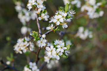 Wild lush shrub with small white flowers and petals with green leaves. Thin spring twigs with intensive growth