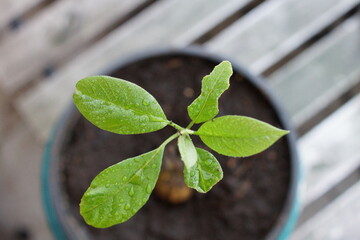 Young avocado plant
