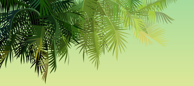 green background with palm leaves lit by the sun