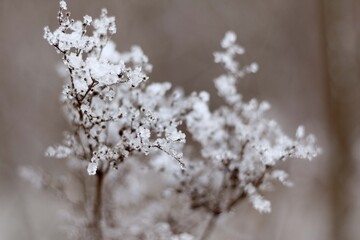 winter plant  covered in snow
