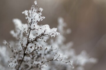 winter plant  covered in snow
