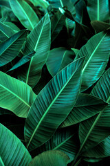 tropical banana leaf texture in garden, abstract green leaf, large palm foliage nature dark green background