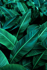 Obraz premium tropical banana leaf texture in garden, abstract green leaf, large palm foliage nature dark green background
