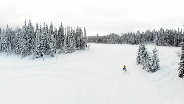 Drone video of a snowmobile riding across a fully frozen lake in a complete white landscape with tall spruce trees. Taken in northern Canada, Yukon Territory. 