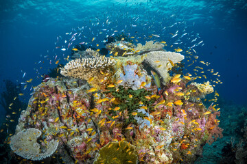 Scuba diving pristine coral reef ecosystem with lots of colorful corals and fish 