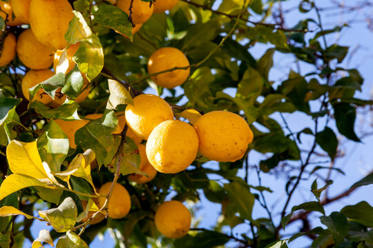 Lemon tree a yellow citrus fruit plant found in Middle East Mediterranean countries which is has vitamin C health benefits, stock photo image