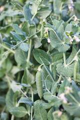 Fototapeta na wymiar Pods of green peas. Bush Of Young Peas. Close up.