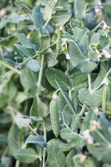 Pods of green peas. Bush Of Young Peas. Close up.