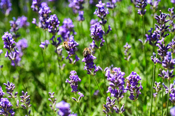 Lavender Flowers Field. Growing and Blooming Lavender