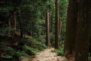 Fototapeta na wymiar Pathway in the forest at Kumano Kodo, Daimonzaka Slope in Wakayama, Japan