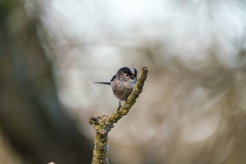 Aegithalos caudatus, specimen of common myth perched on a branch