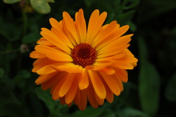 Bee sitting on a yellow flower.