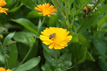 Bee sitting on a yellow flower.