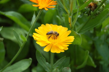 Bee sitting on a yellow flower.