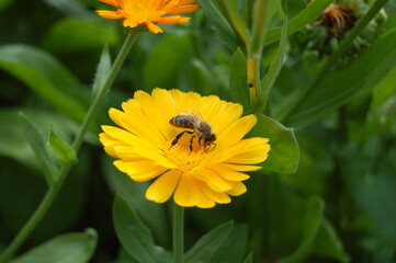 Bee sitting on a yellow flower.