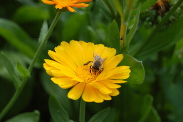 Bee sitting on a yellow flower.