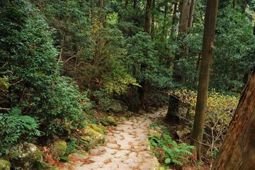 Pathway in the forest at Kumano Kodo, Daimonzaka Slope in Wakayama, Japan