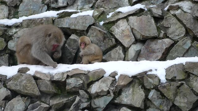Monkeys sitting on a rock, mom and her young pickup food on the stone mound in Jigokudani Yaen-koen or Snow monkey park, Nagano prefecture Japan